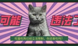 黑喵最新爆料新闻,最新爆料新闻背后的惊人真相